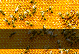 Image of beehive with several worker bees present.